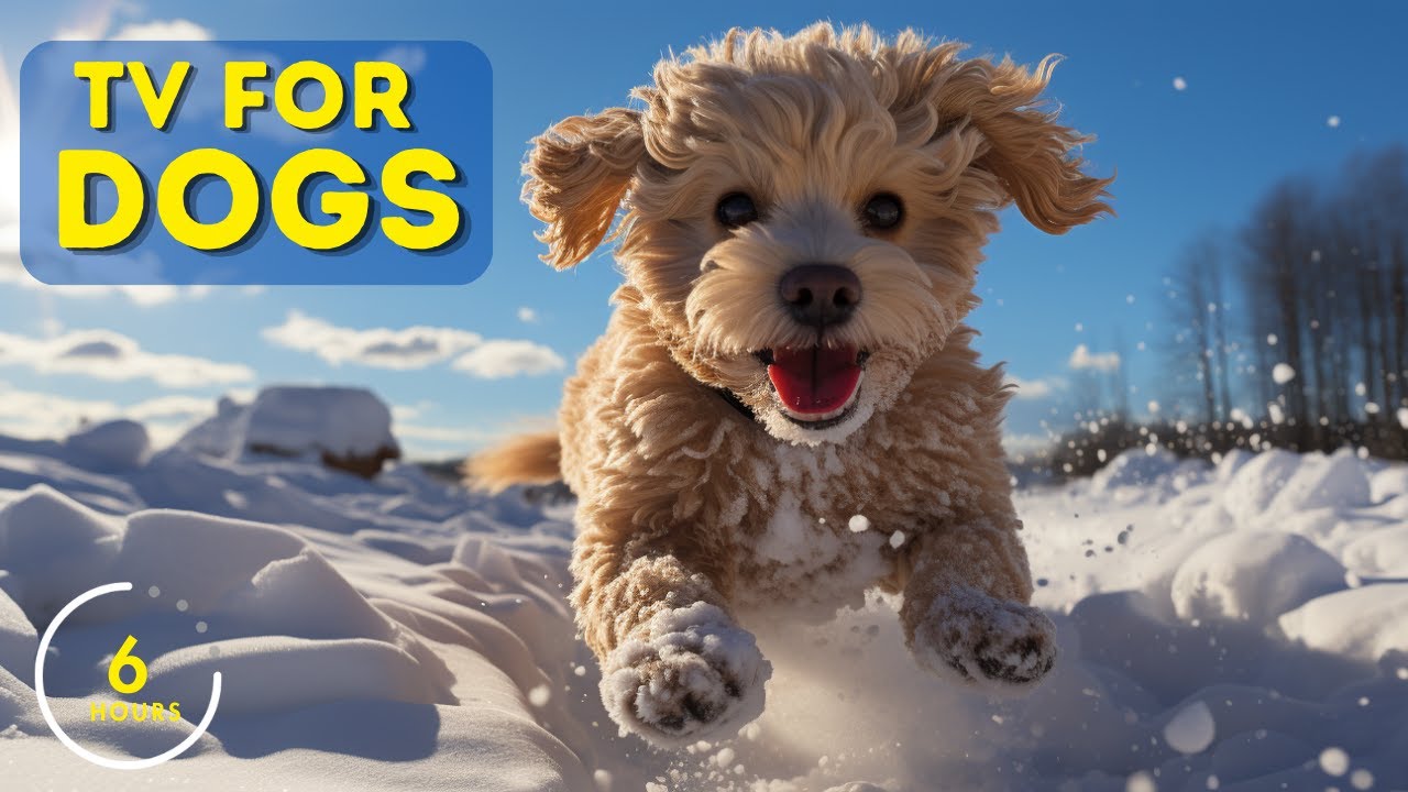 6 Hours of Dog Music and Dog TV! Videos for your Dog to Watch!
