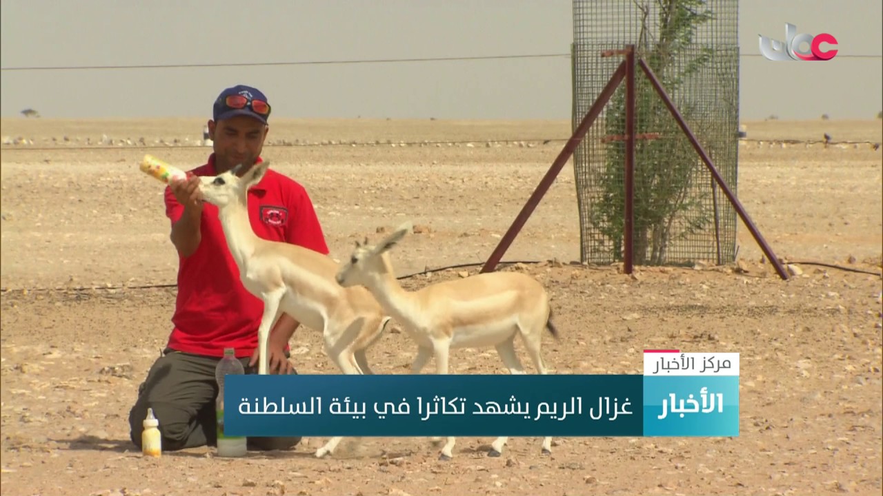 غزال الريم يشهد تكاثرا في بيئة السلطنة