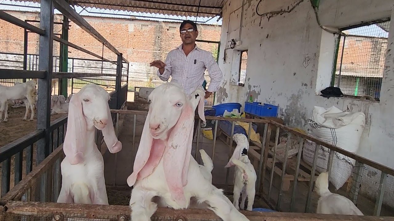 13 Bakri Se Kaise Hui 1000 Bakriyaa | Successful Farm Story Of Imtiyaz Bhai Gujarat | Gujarat Model.