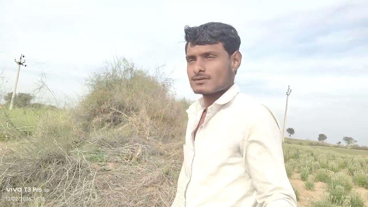राजस्थानीखेती बाड़ी सरसों का खेत #viral #video #trending #reel #trending #searches 