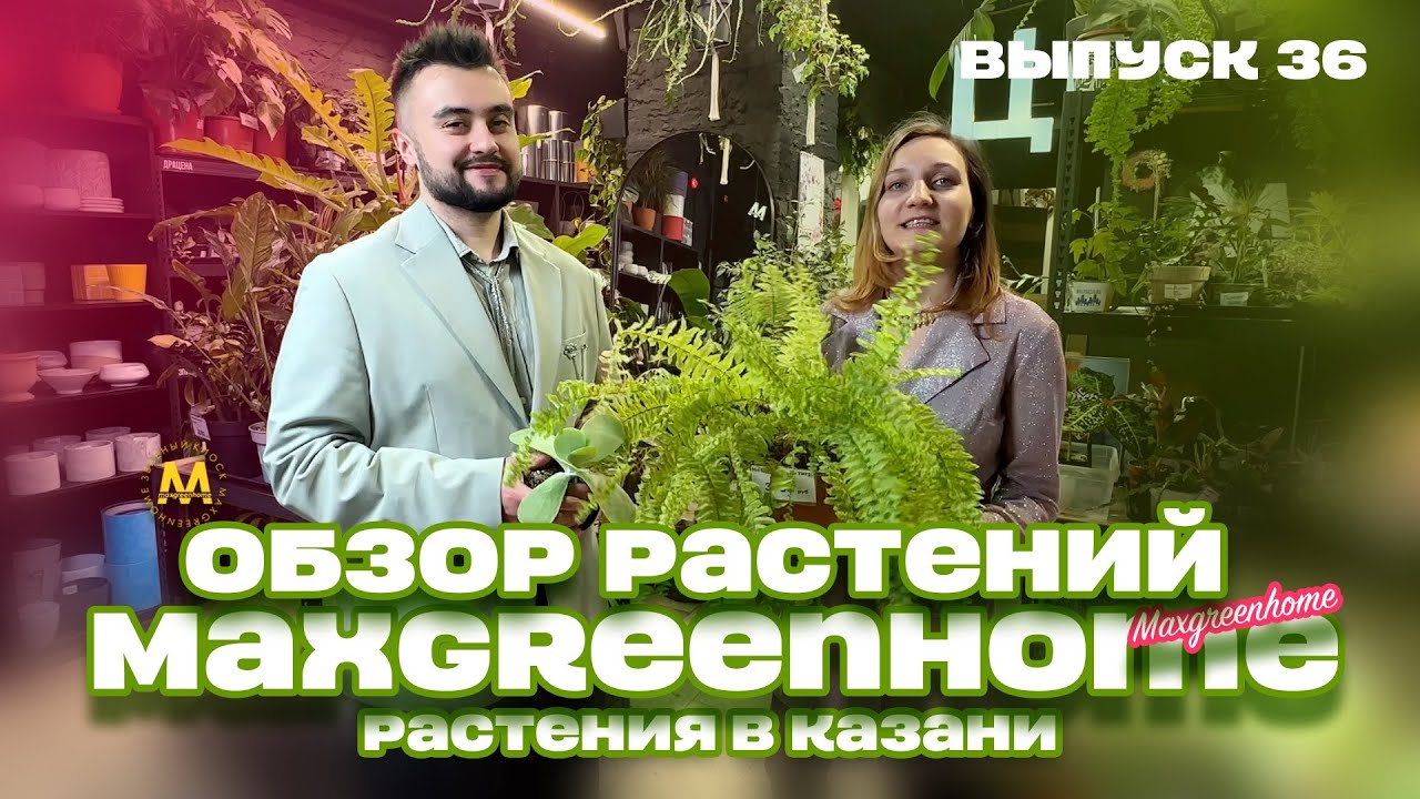 Обзор растений в Казани: комнатные, горшечные и букеты | Выпуск 36