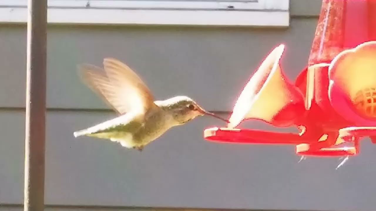 For Bird Lovers Hummingbird Update!
