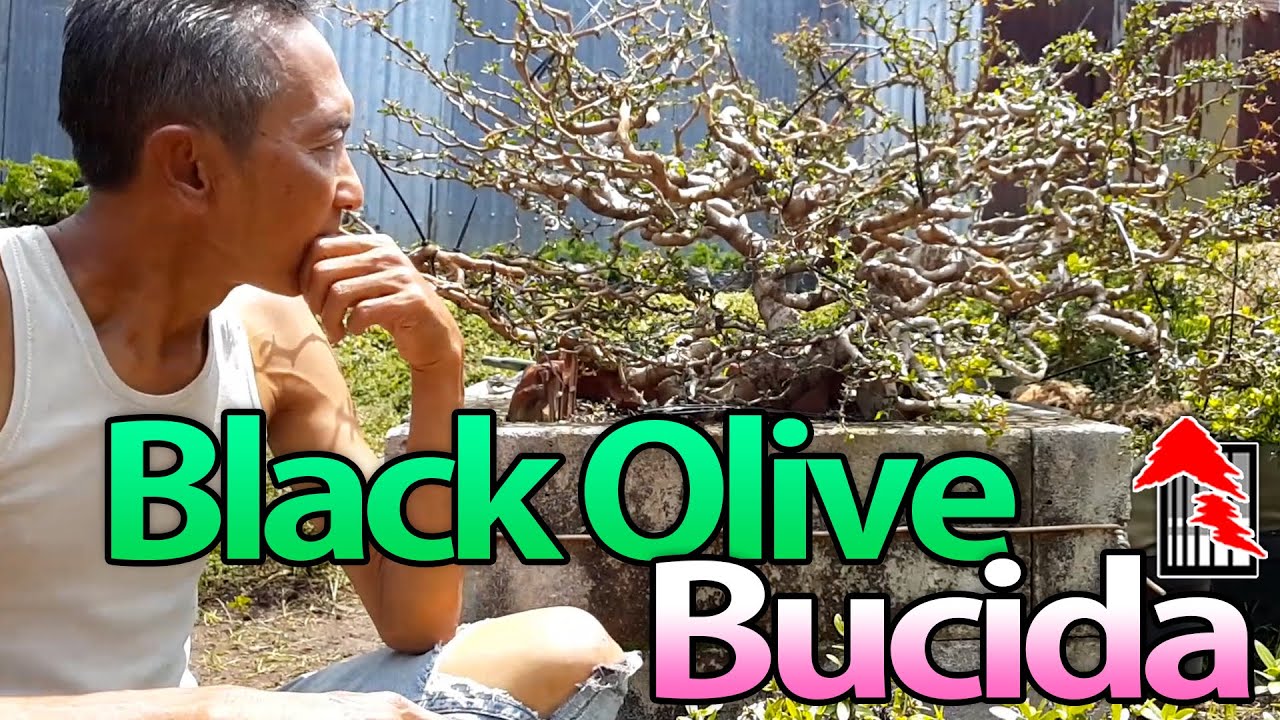 Demo Cara Membuat Bonsai Black Olive Bucida Spinosa Geometri - Tedy Boy Bonsai Bandung