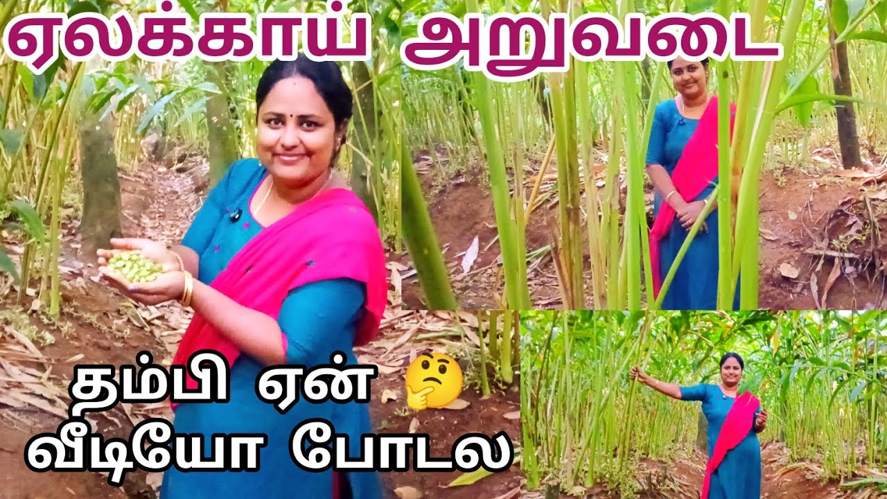 நமது தோட்டத்தில் ஏலக்காய் அறுவடை #home#diml #cardamom plantation#priyamaana thozhi#Tamil. village