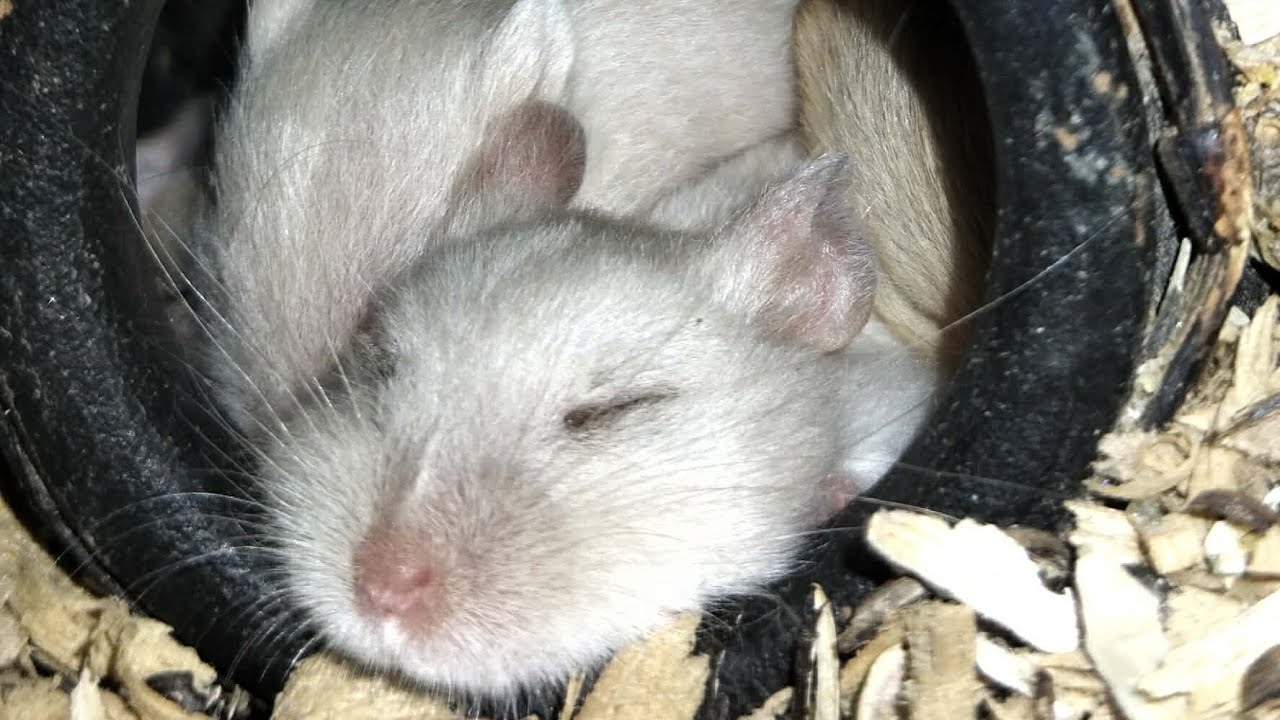 Lovely Hamster