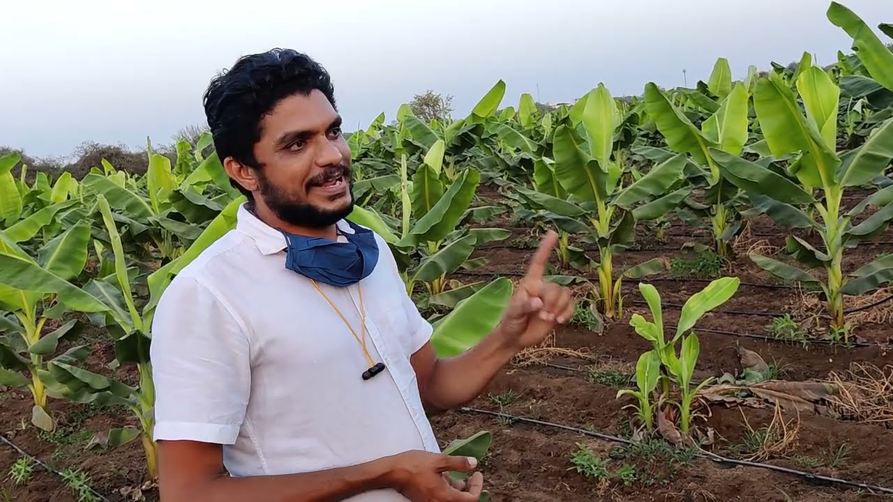 2109- Banana Farming में छोटे बड़े पोध को ठीक केसे करे 7697438222 केलाखेती किसान पाठशाला BALRAMKISAN