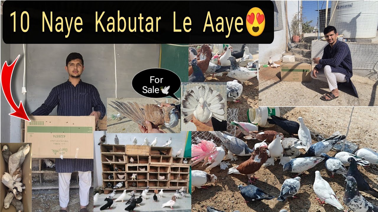 10 Naye Kabutar Le Aaye😍 || New Pigeons Kharide🕊️