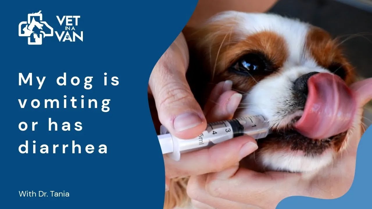 How to Rehydrate a Dehydrated Dog | Step-by-Step guide with Dr. Tania