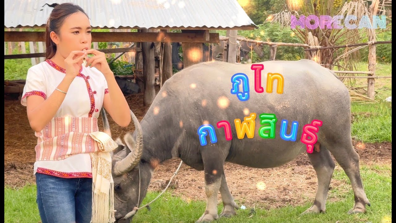 ภูไทกาฬสินธุ์ l หมอแคนอุ้ม วิมลรัตน์ สุวมาตร