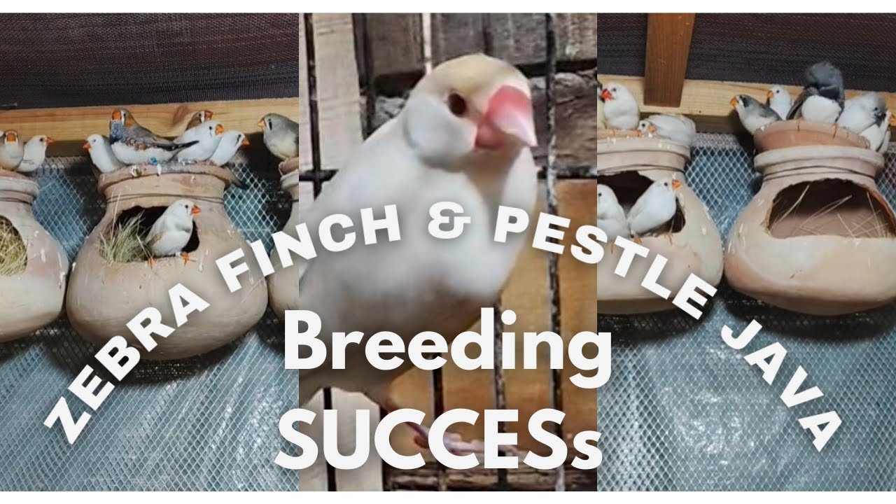 Successful Zebra Finches Breeding | Pestle Java Finches Aviary & Expert breeding Tips