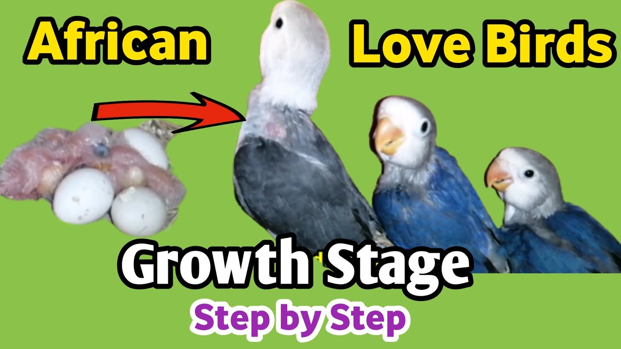 Love Bird Chicks Growth Stage | Fischer's Love Birds Baby | Cobalt Fischer | Mauve Fischer