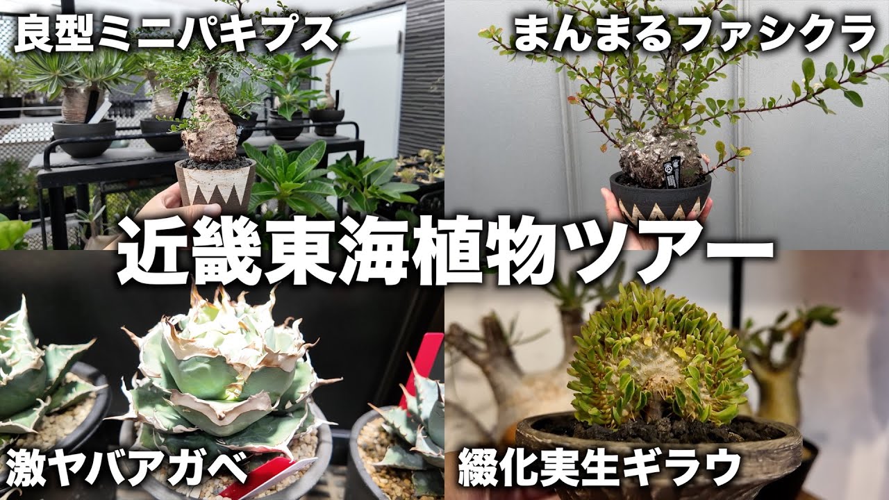 【アガベ塊根植物】和歌山と名古屋で最高の植物達を見てきました