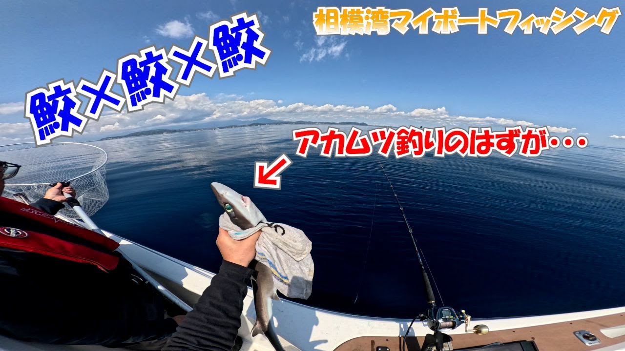 【マイボート釣り】アカムツ釣るはずがサメ×鮫×サメ
