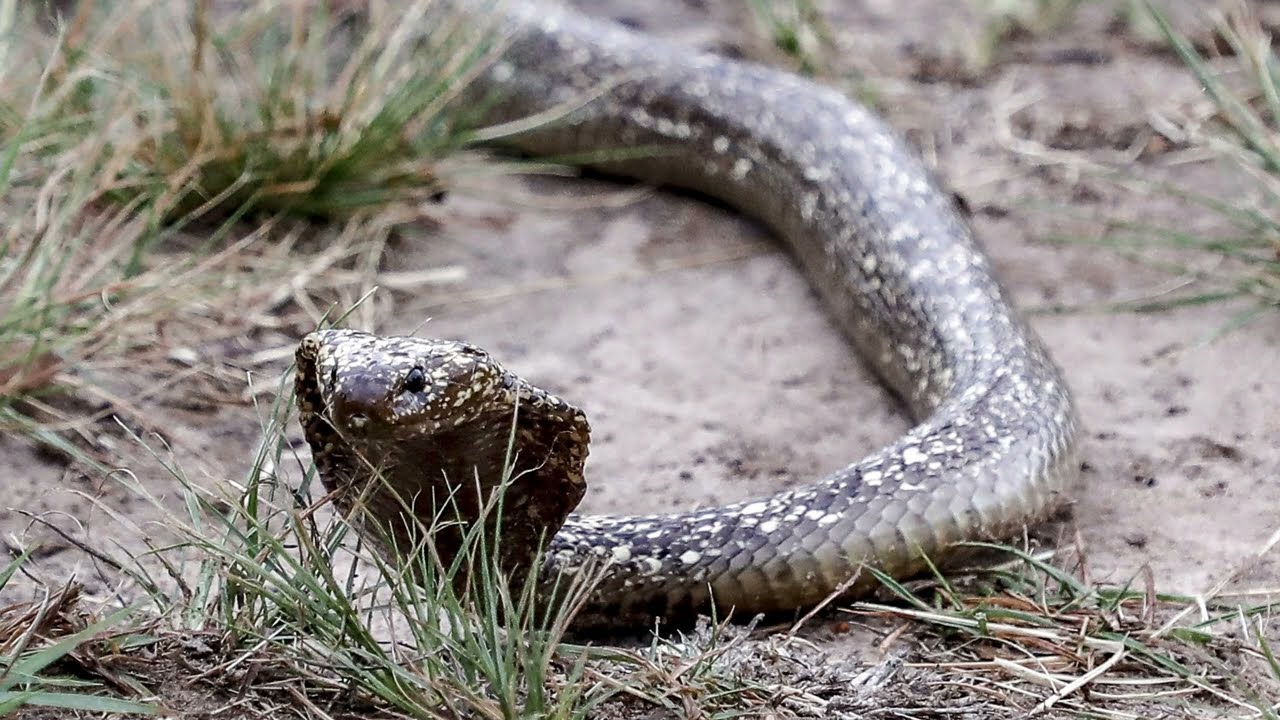 Cape Cobra