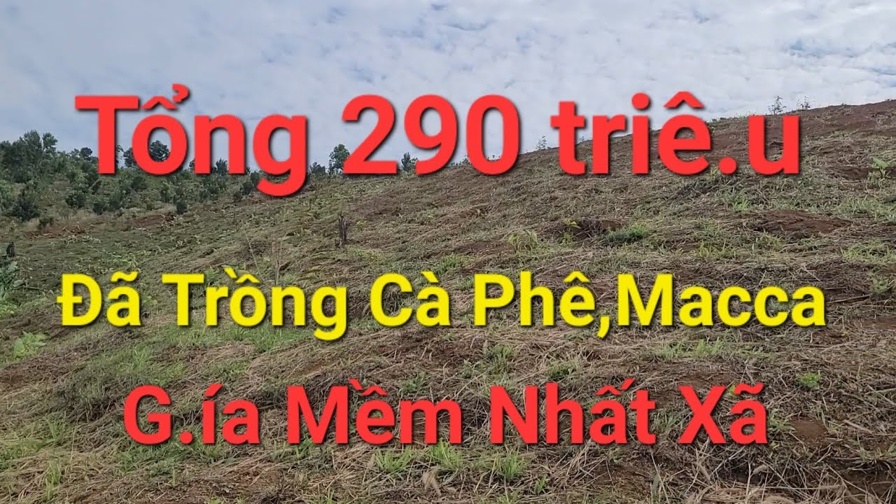 (Số 40)Chỉ 290 tri.ệu Sở Hữu Vườn Đất Đỏ Bazan Đã Trồng Cà Phê,Macca,Sầu Riêng #bđs #batdongsan