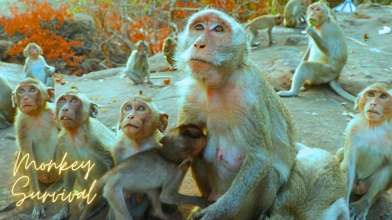 Monkey Sleeping on Tree | Monkey Eating Banana  | Relaxing Monkey Video UK | Vidéo Animaux Relaxante