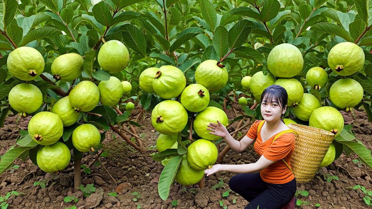 Ly Trieu Ca: Harvesting sweet giant tropical guava - Recipe traditional best fruit food in village