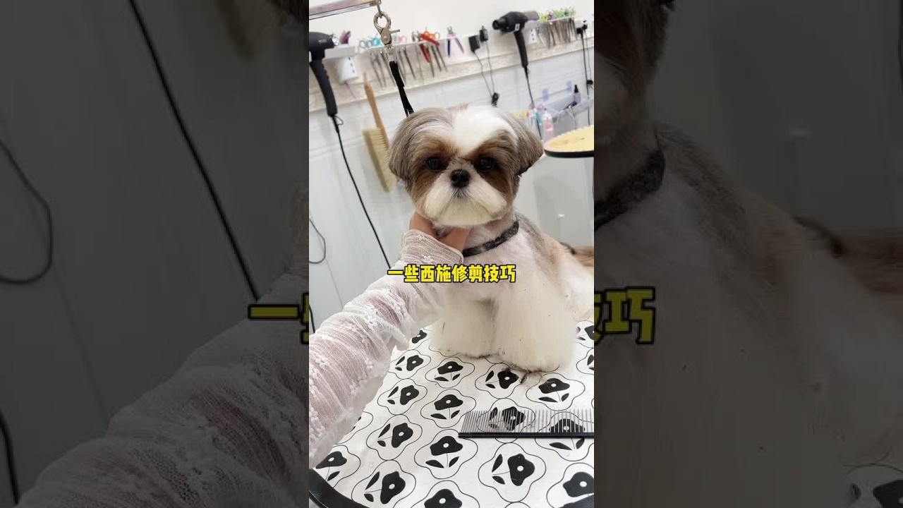 分享我修剪西施的一些思路～  #宠物美容造型 #西施美容#宠物店 #宠物美容师