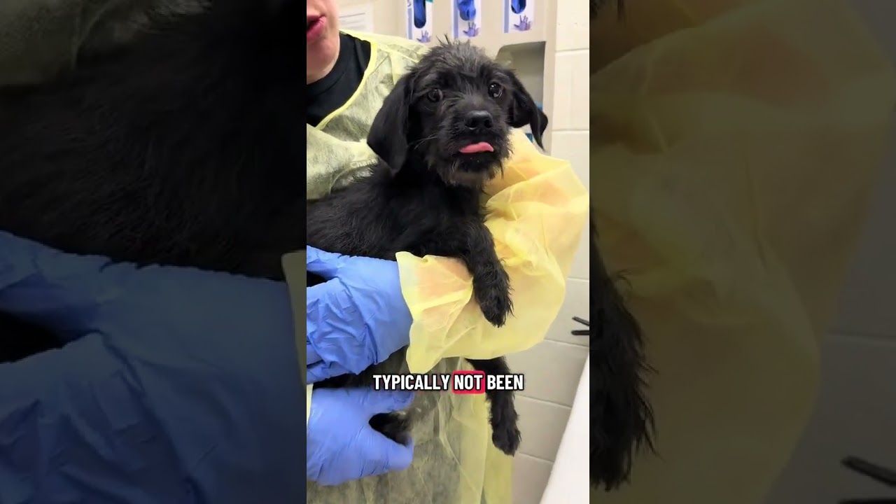 Utah Humane - BTS: Intake Exams