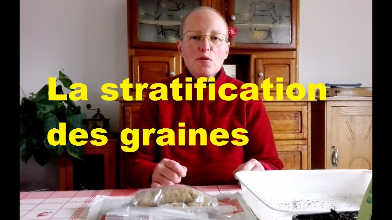 La stratification des graines
