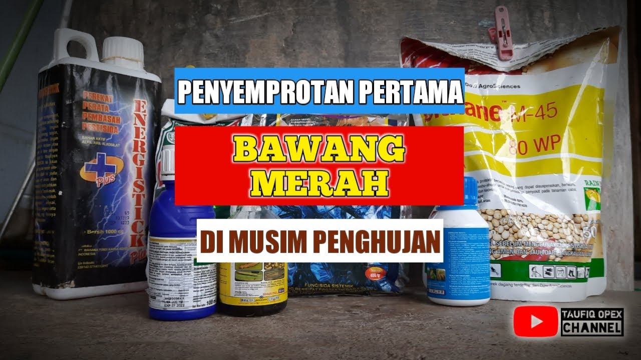 PENYEMPROTAN PERTAMA BAWANG MERAH DI MUSIM PENGHUJAN