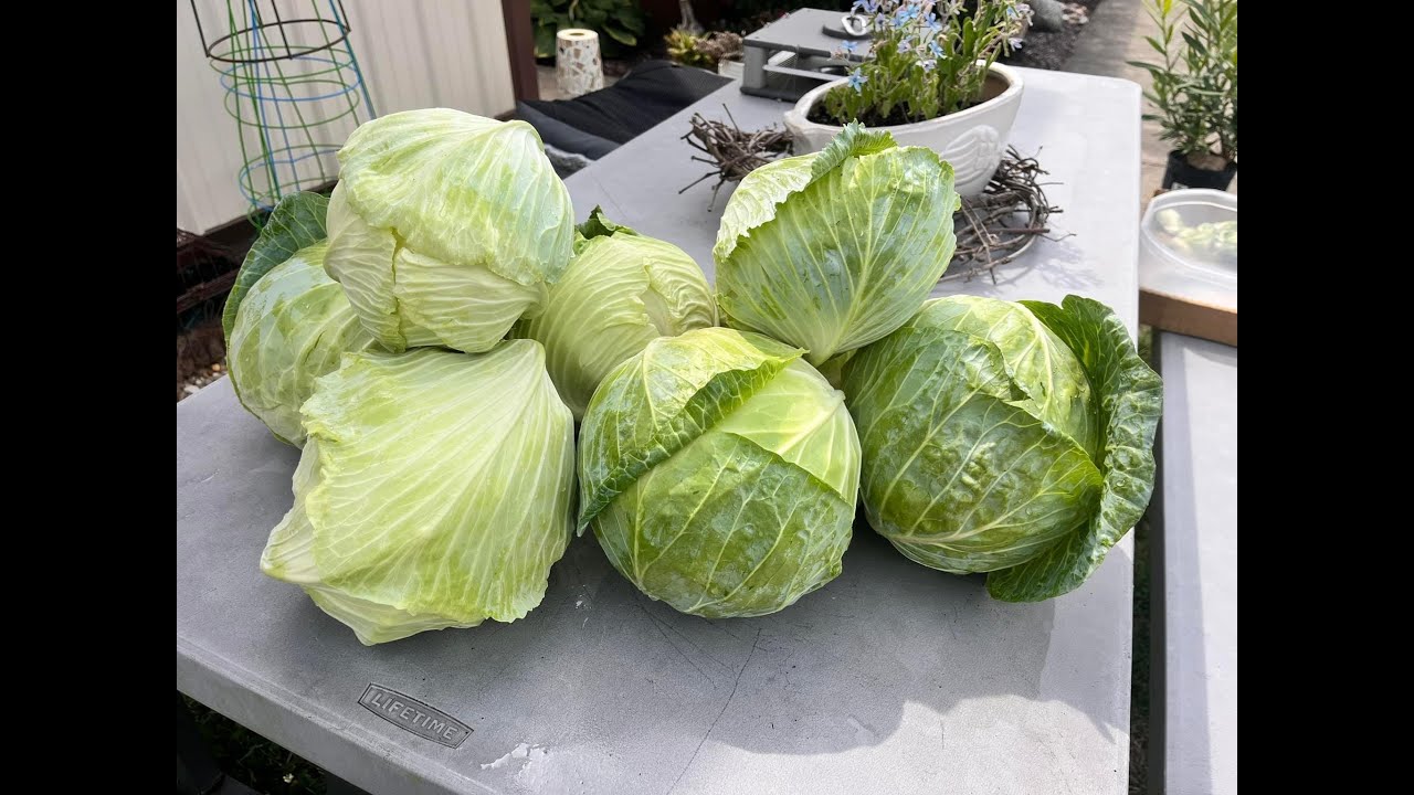 Garden Update - Late July - Perfect Cabbage