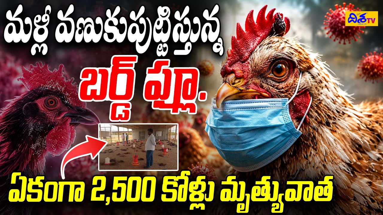మళ్లీ వణుకుపుట్టిస్తున్న బర్డ్ ఫ్లూ.!  Bird Flu Tension In Telugu States | AP | Telangana | Disha TV