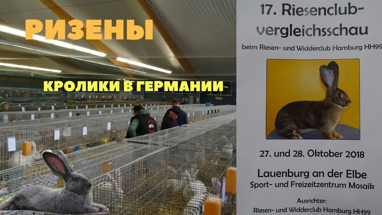 Клубная выставка Ризенов в Германии ZDRK