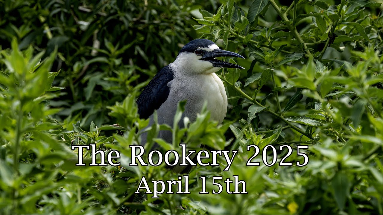 The Rookery 2025 - April 15th