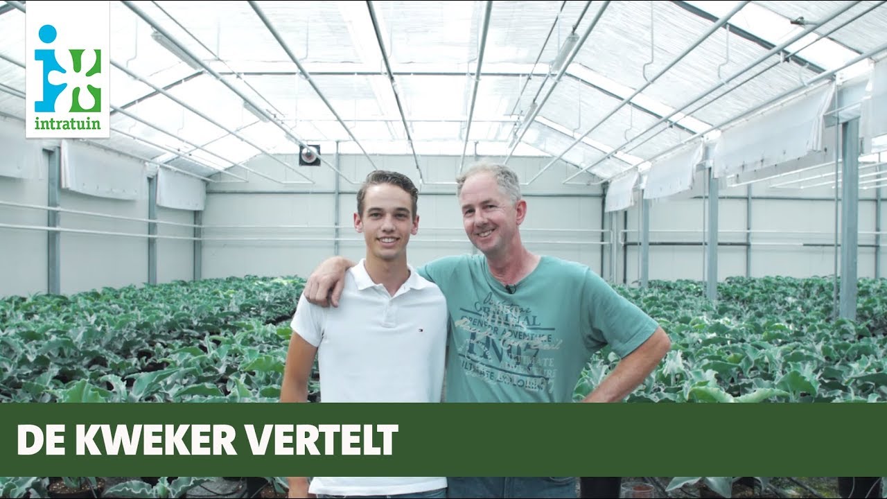 Intratuin - De kweker vertelt - Kalanchoë beharensis - olifantsoor