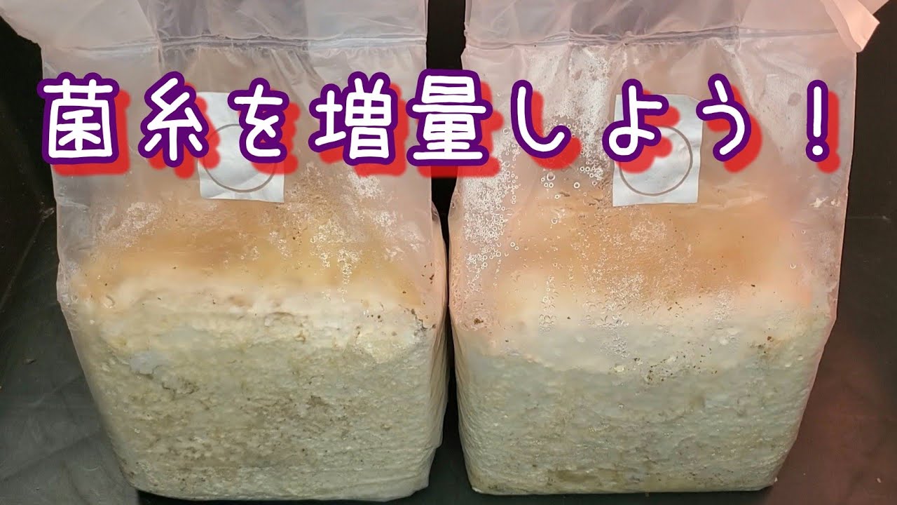 7リットルの菌糸を12リットルに増やす方法！【カワラ菌糸拡大培養】