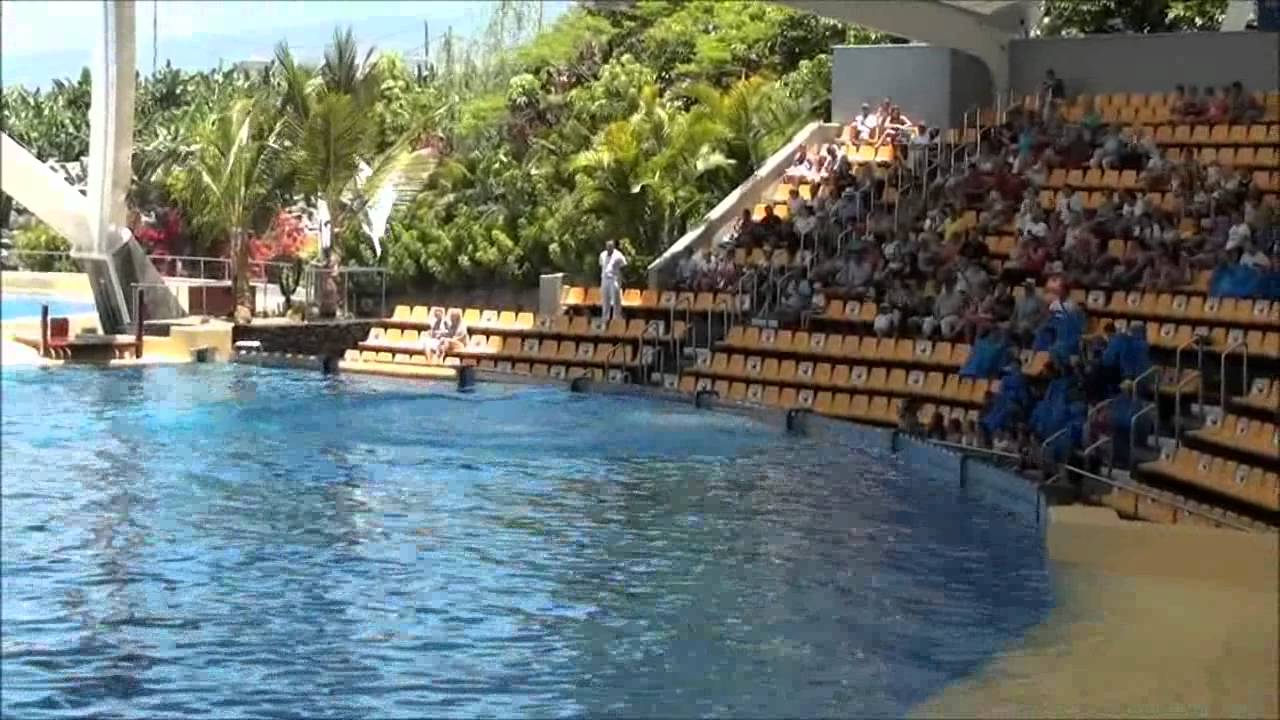 Orca Show - Loro Parque, Tenerife (Full Show)