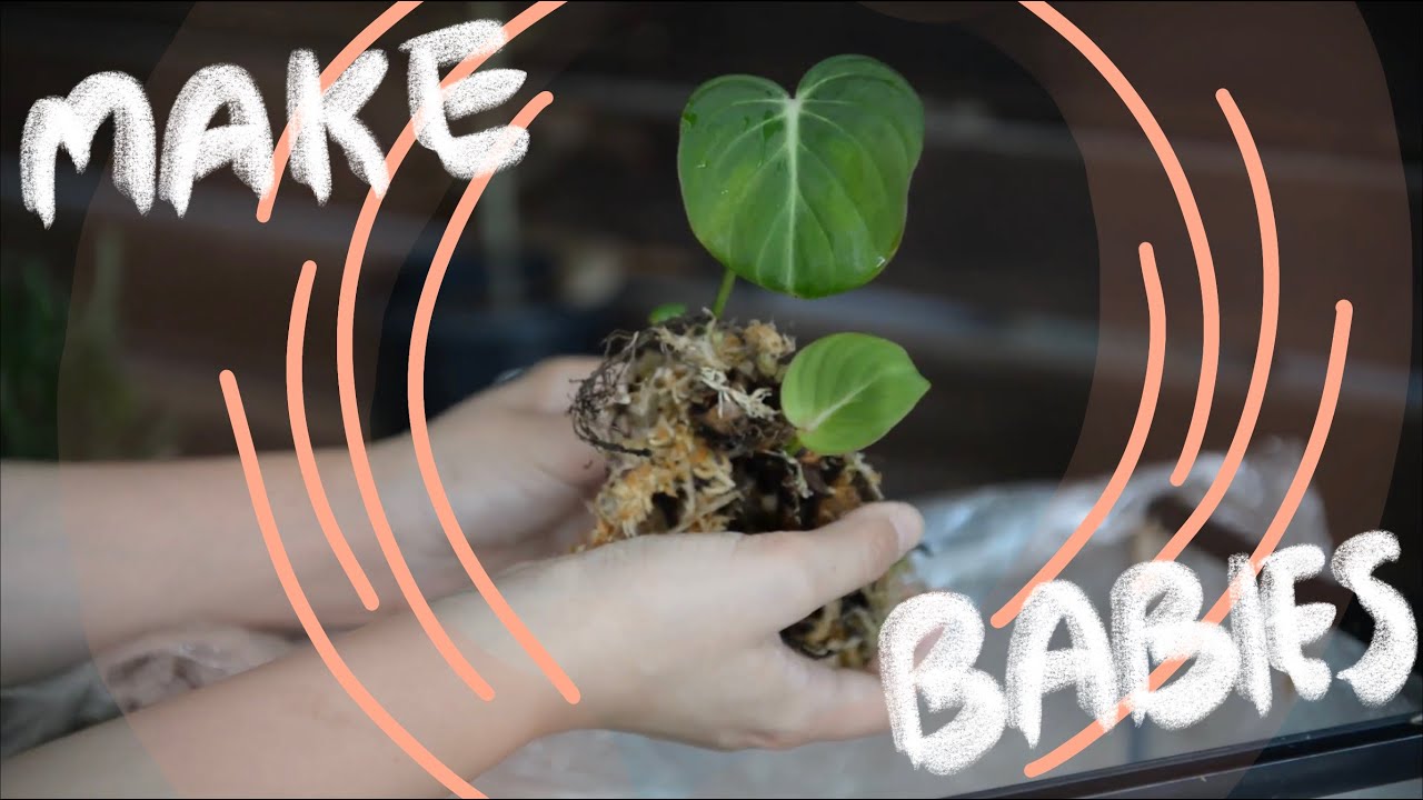 Philodendron Gloriosum: Propagation of Plant Stem