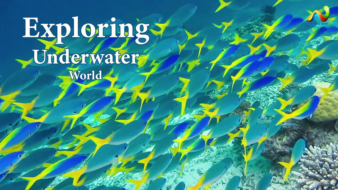 Exploring The Underwater World ||  Beautiful Coral Reef Fish