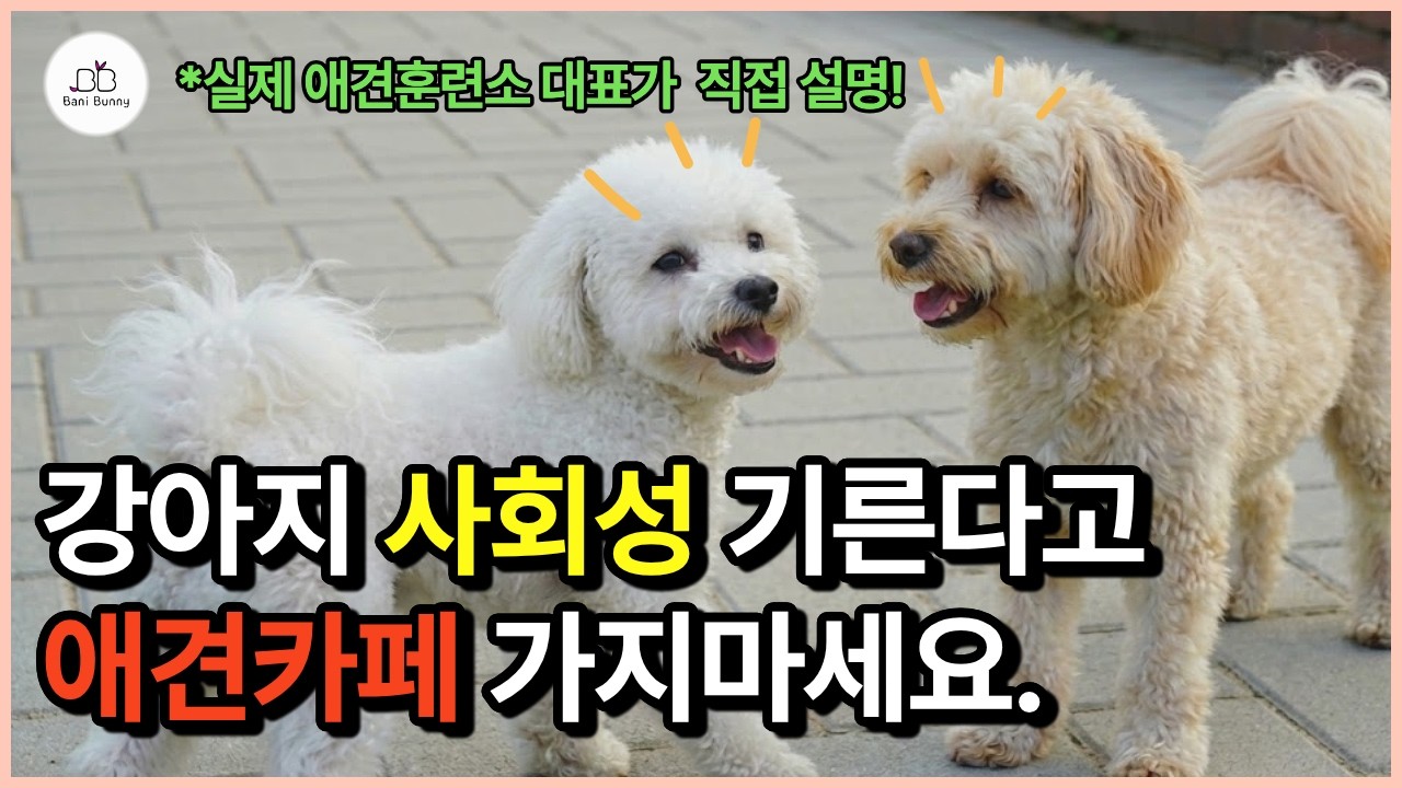 강아지 사회화 훈련이란? 겁많은 강아지 사회성 키우는 방법