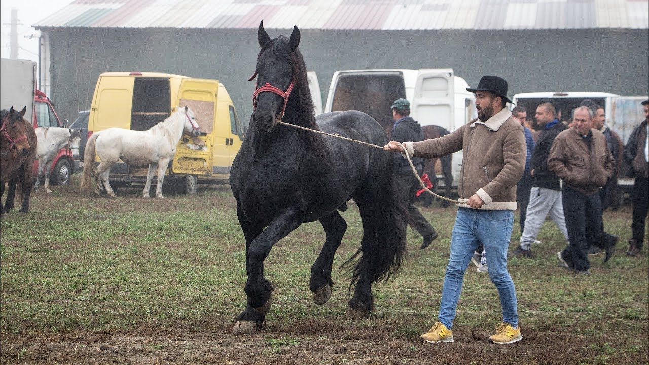Targul de cai frumosi, cai de rasa de la Mizil, Prahova 16 Noiembrie 2019 Partea 3