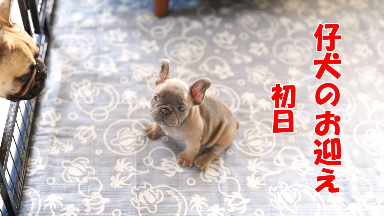 仔犬のお迎え初日！フレンチブルドッグ