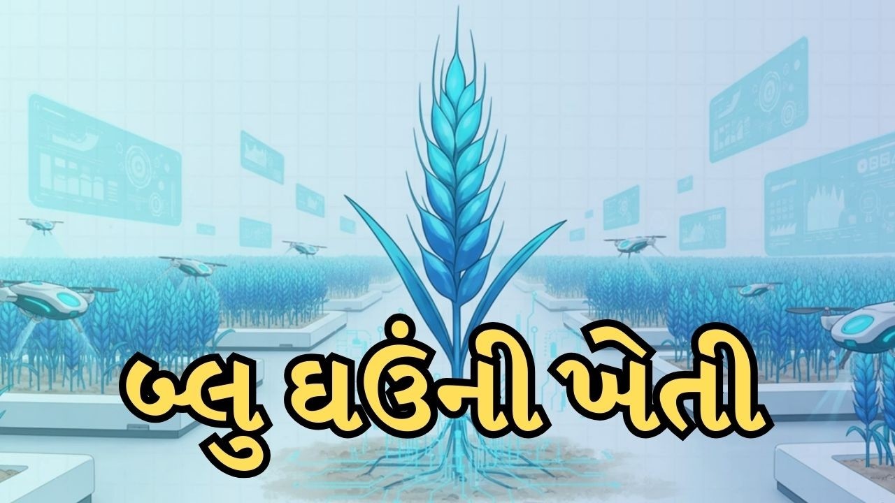 કાળા ઘઉંની ખેતીમાં સફળતા બાદ ખેડૂતો બ્લુ ઘઉંની ખેતી તરફ વળ્યા, જાણો આ ઘઉંની વિશેષતા | Agriculture