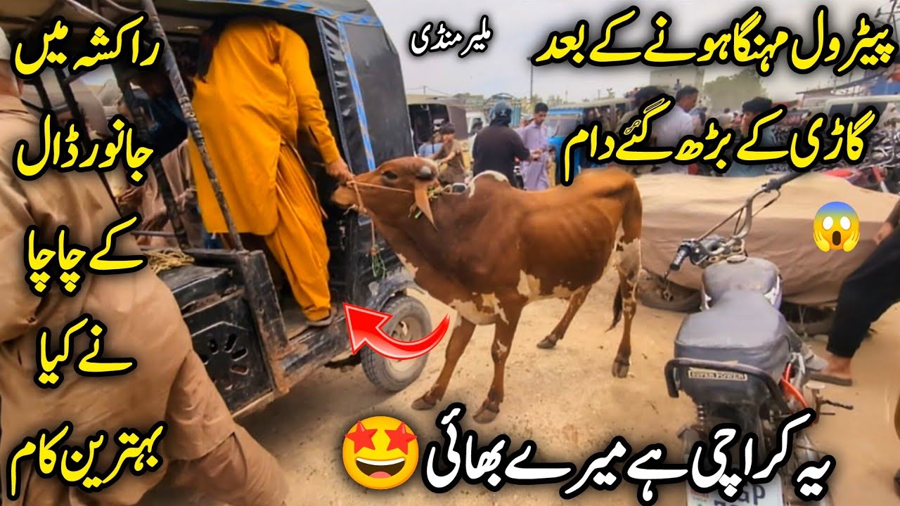 Malir Mandi Karachi Cattle Latest Rates Soday & Bargaining 5 April 2026 | 30+Soday🤩 | Bakra Eid 2026