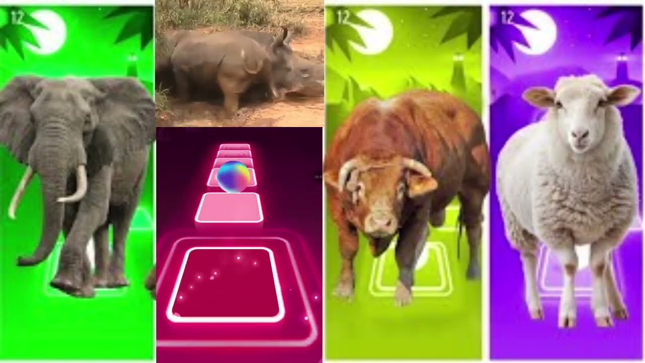 Funny Elephant🐘🆚Funny Rhinoceros🦏🆚Funny Cow🐄🆚Funny Sheep🐑