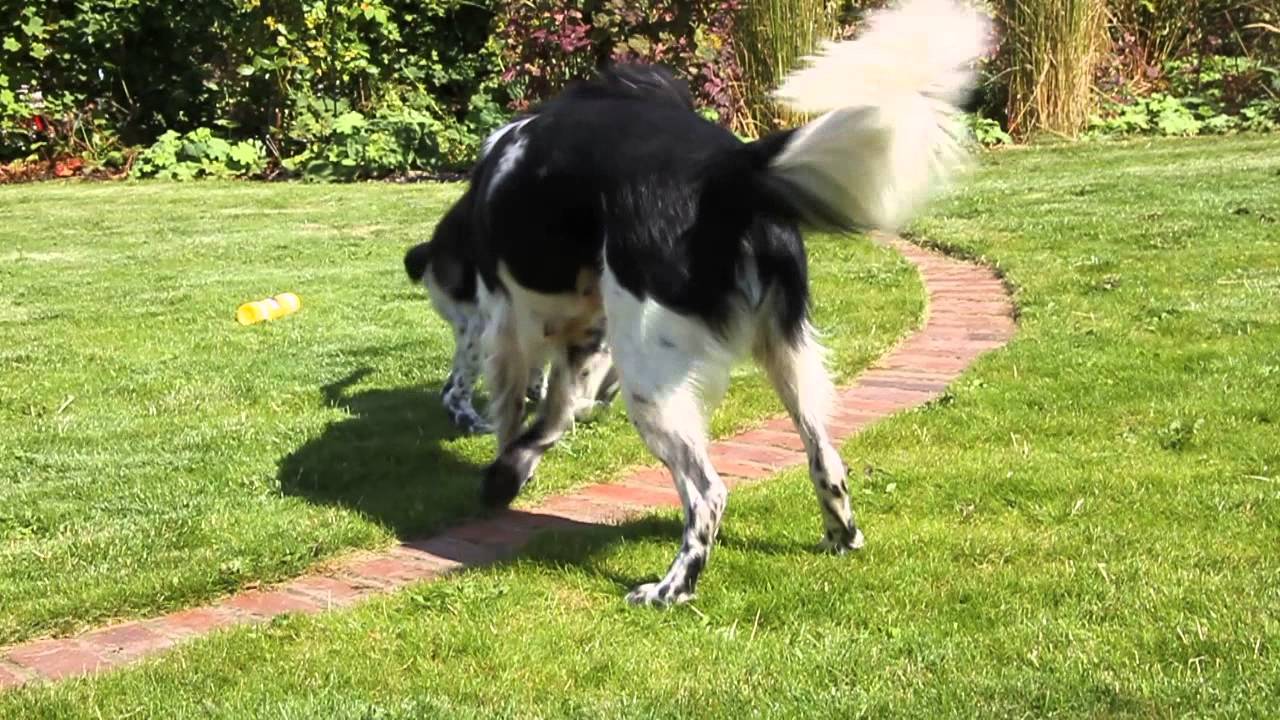 Stabyhoun puppy and mum playing