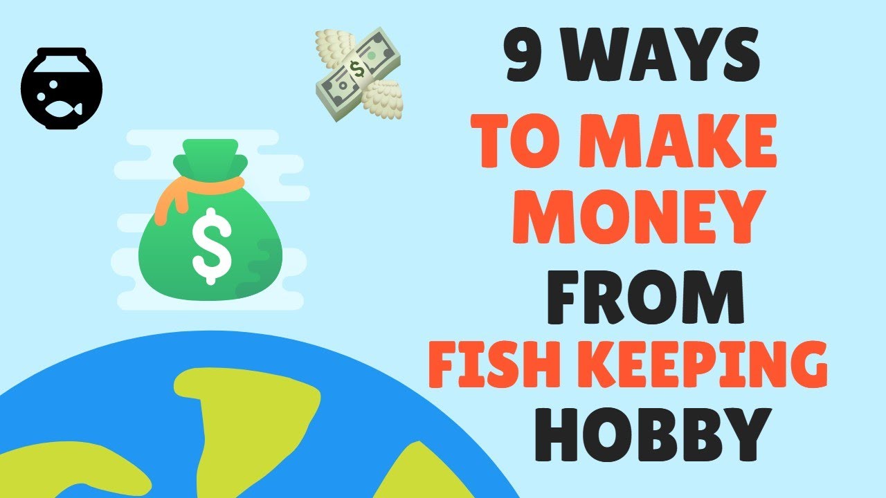 9 ways to make money from fishkeeping hobby