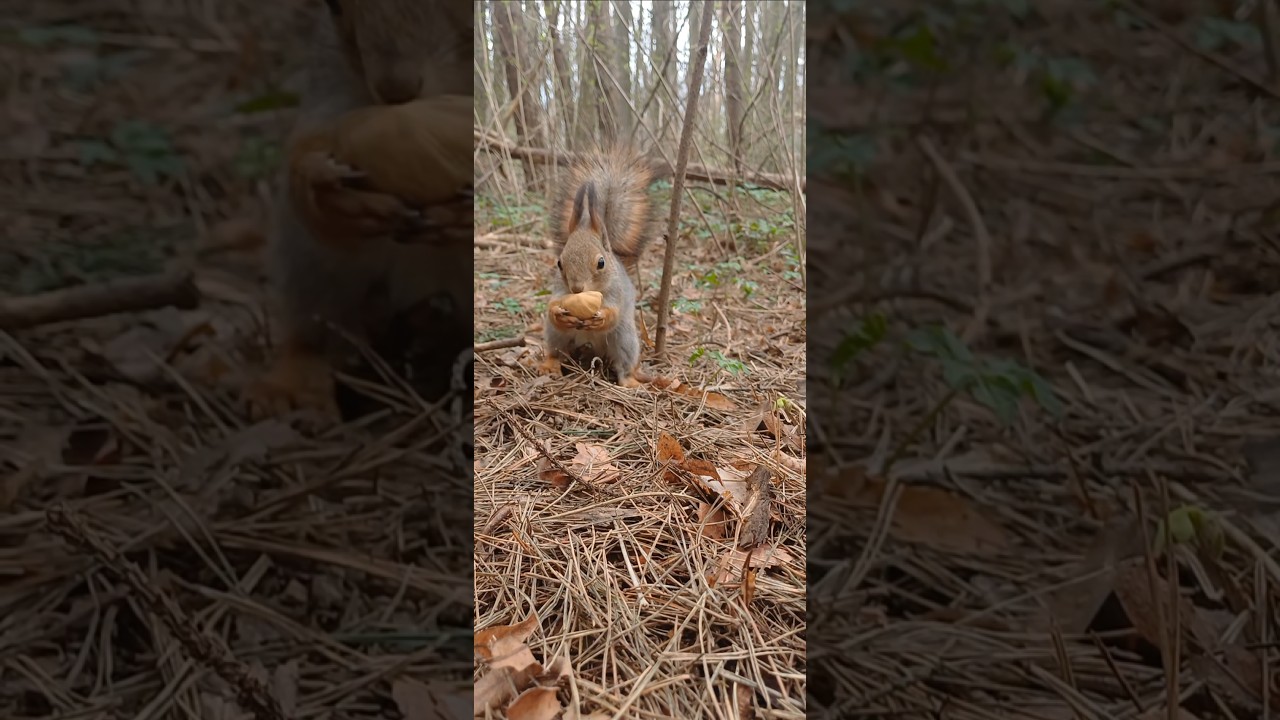 Кидай Сюда 🌰😂 #rek #squirrel #animals #cute #youtube #shorts #shortvideo #funny #reels #comedy #love