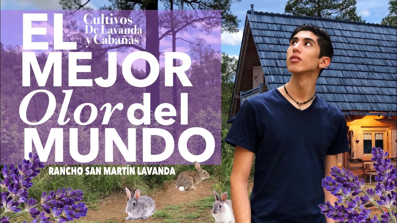 Este bosque tiene el MEJOR OLOR DEL MUNDO | Rancho San Martín Lavanda
