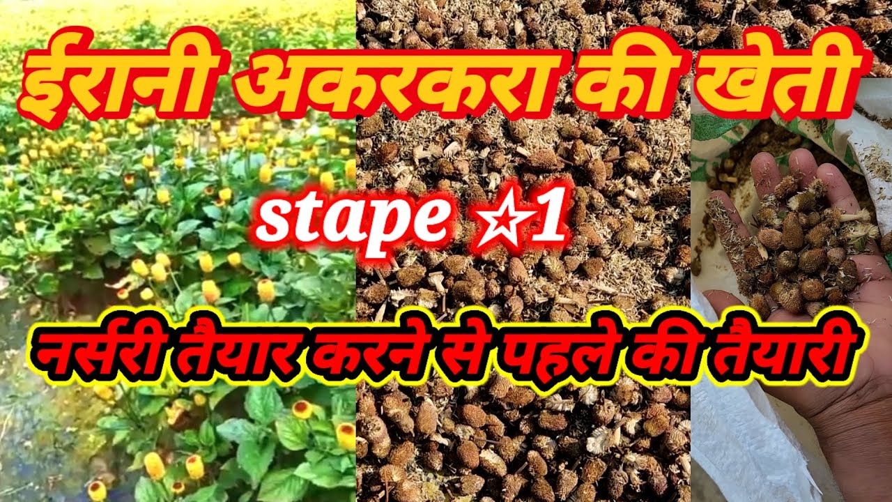 ईरानी अकरकरा की खेती | ईरानी अकरकरा नर्सरी तैयार करने की विधि | erani akarkara 