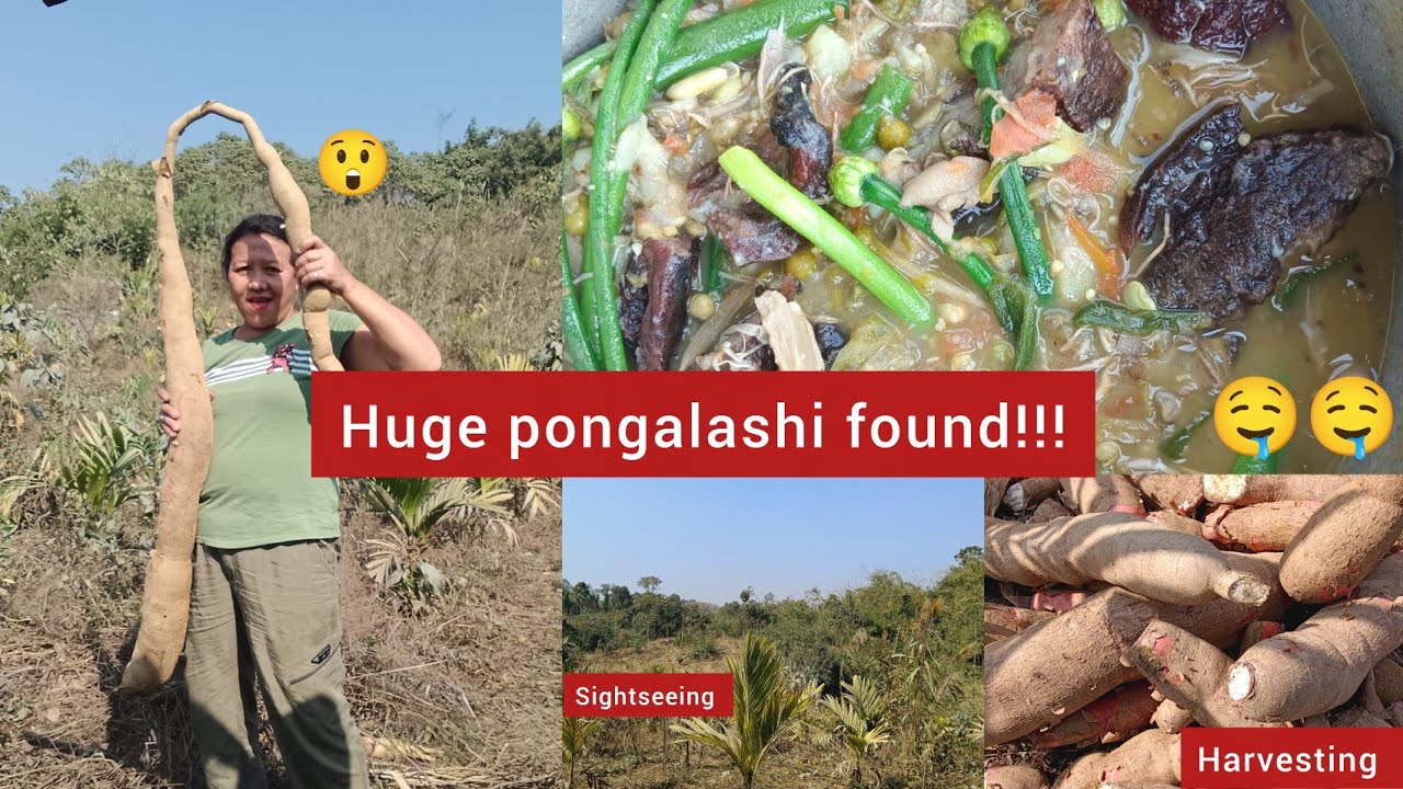 FOUND AN UNIMAGINABLE PONGALASHI 😱|| TRIP TO FARM GONE TOO WELL