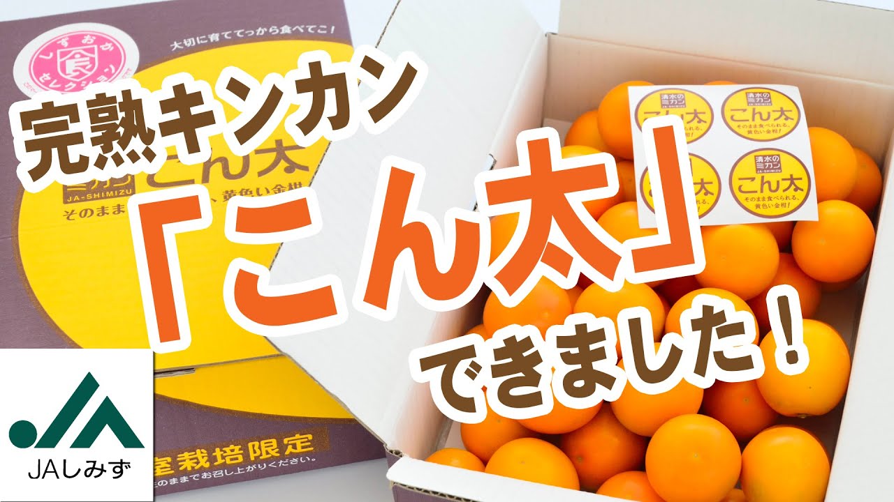清水生まれの完熟キンカン「こん太」できました！