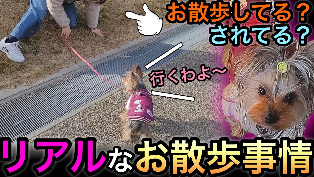 【ヨーキー】リアルなお散歩事情｜登れた坂、滑り落ちた人、ドヤ顔の犬🐶