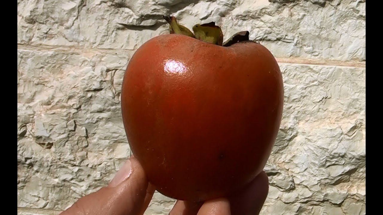 Rojo Brilliante - the famous persimmon