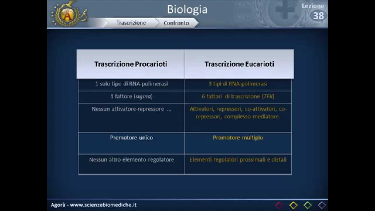 Trascrizione